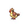 PIDGEY